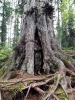 Файл=DSCF3733.JPG
Объём=222KB
Размеры=768x1024
Дата=Авг 29, 2012 DSCF3733.JPG