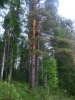 Файл=IMG_4274.JPG
Объём=209KB
Размеры=768x1024
Дата=Июль 18, 2013 IMG_4274.JPG
