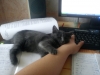 Файл=DSC00380.JPG
Объём=479KB
Размеры=2592x1944
Дата=Окт 02, 2012 DSC00380.JPG