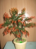 Файл=IMG_1178.JPG
Объём=4193KB
Размеры=2448x3264
Дата=Фев 28, 2013 IMG_1178.JPG