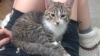 Файл=котенок1.jpg
Объём=169KB
Размеры=1280x720
Дата=Дек 28, 2015 котенок1.jpg