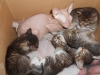Файл=котята2.jpg
Объём=170KB
Размеры=1024x768
Дата=Сент 02, 2014 котята2.jpg