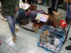 SANY5216.JPG