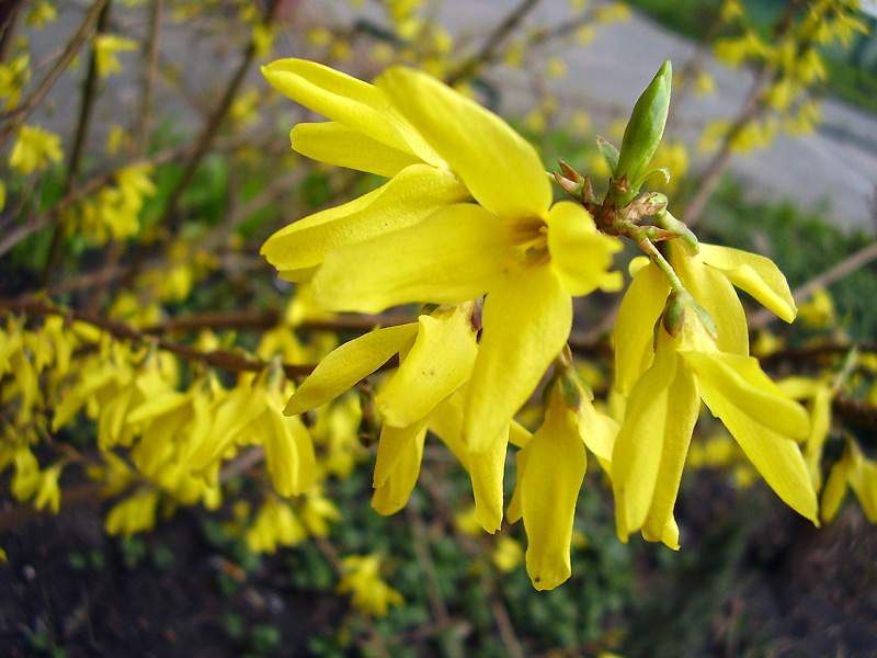 Кустарник с желтыми цветами ранней весной название и фото