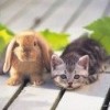 cat_rabbit.jpg