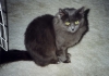 nebelung-cat-pictures-i16.jpg