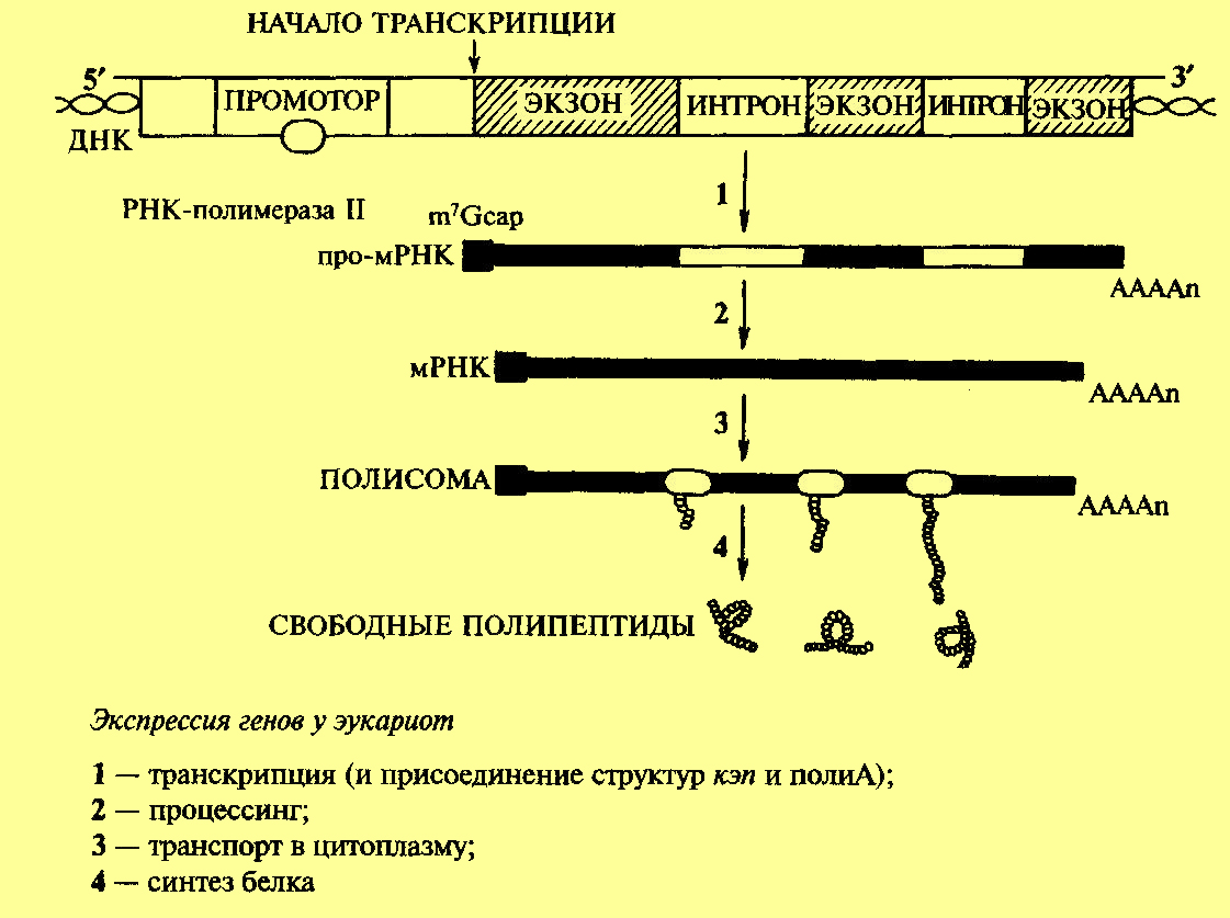 Установите последовательность этапов транскрипции присоединение. Процессинг МРНК созревание. Процессинг предшественников рибосомальной РНК  У эукариот. Этапы процессинга РНК У эукариот. Схема регуляции экспрессии генов у эукариот.