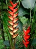 07_LasC_Flor_Heliconia_6483.jpg